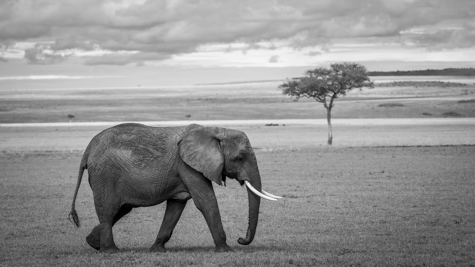 Colocaram um GPS em um elefante para ver onde ele estava indo; 2 anos depois, ele desenhou um mapa que surpreendeu os cientistas 